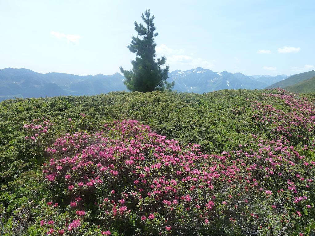 Appartement Wasserer Ahrntal الغرفة الصورة